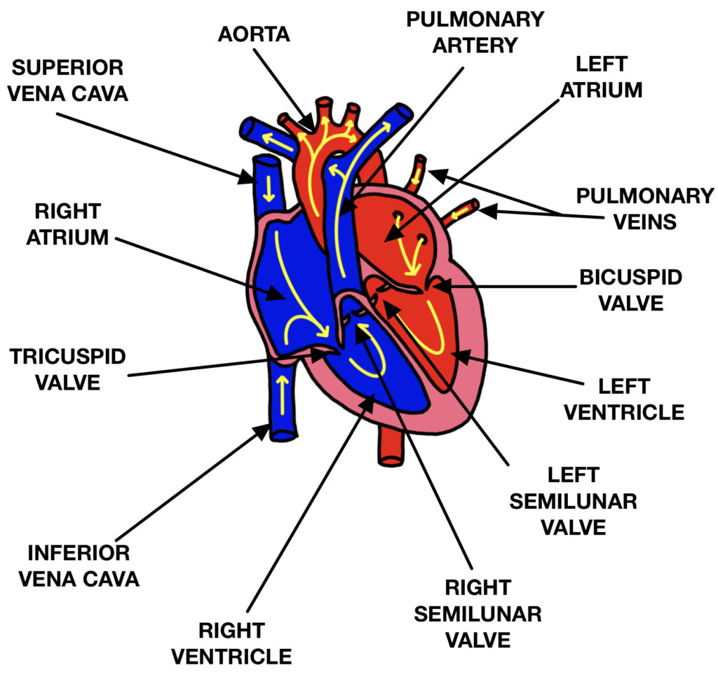 Heart Structure Diagram Simple Labeled Inside Valves Ks2