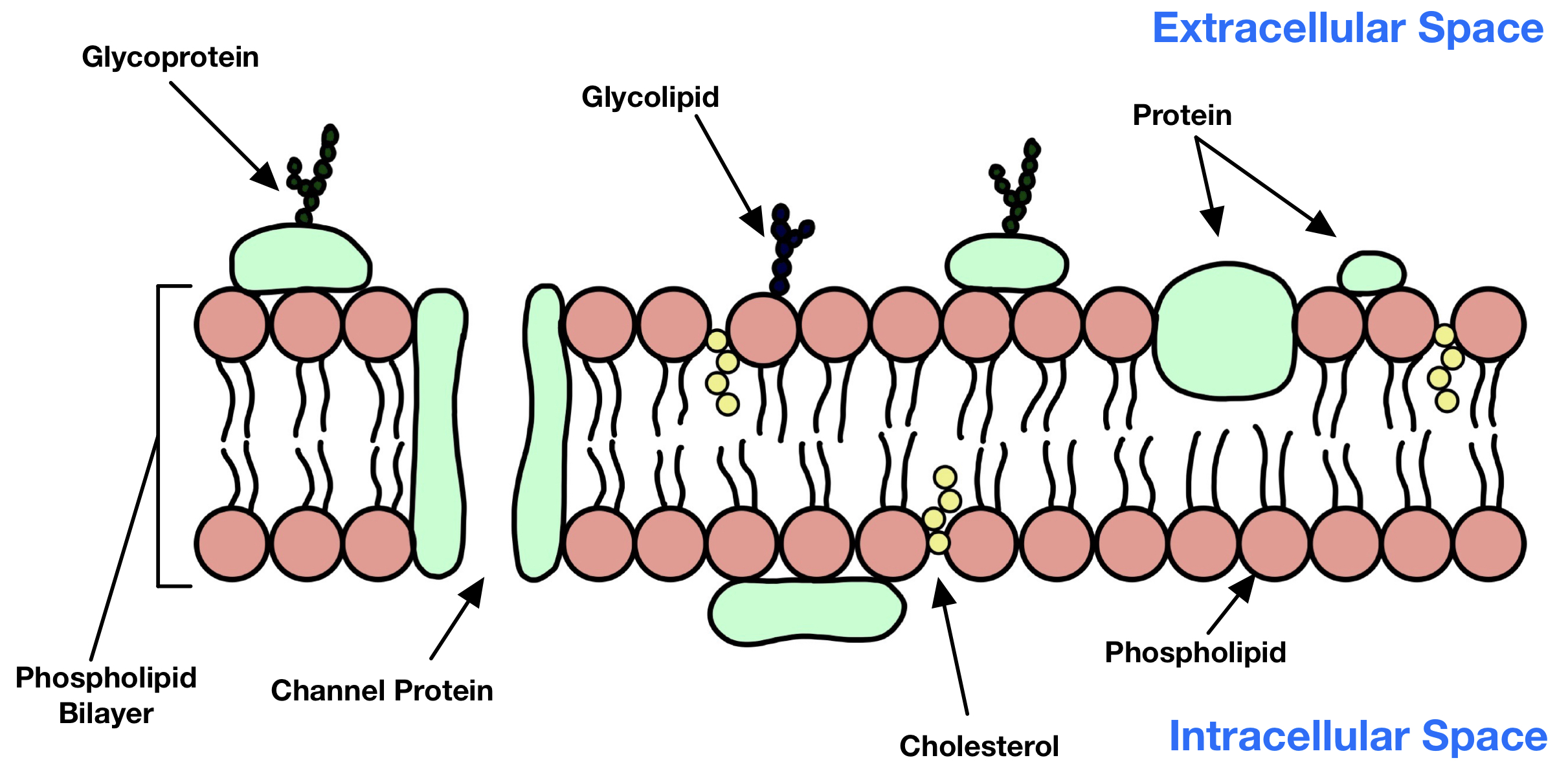 The Cell Membrane - The Science And Maths Zone