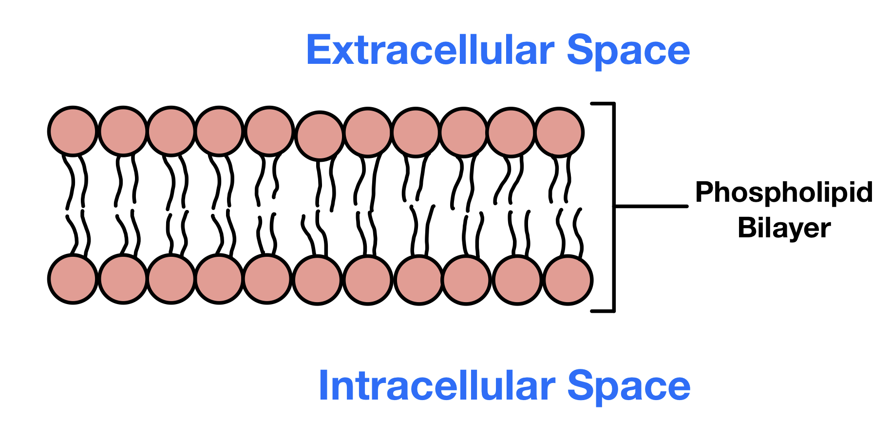 The Cell Membrane - The Science And Maths Zone