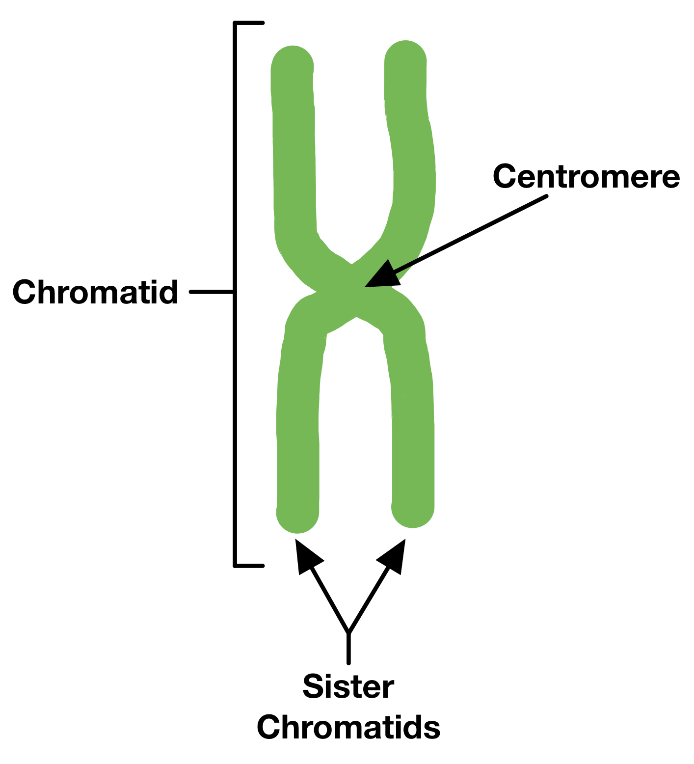 Chromosomes - The Science And Maths Zone